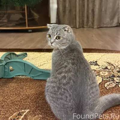 Пропала кошка Мия, Белгород, проспект Богдана Хмельницкого