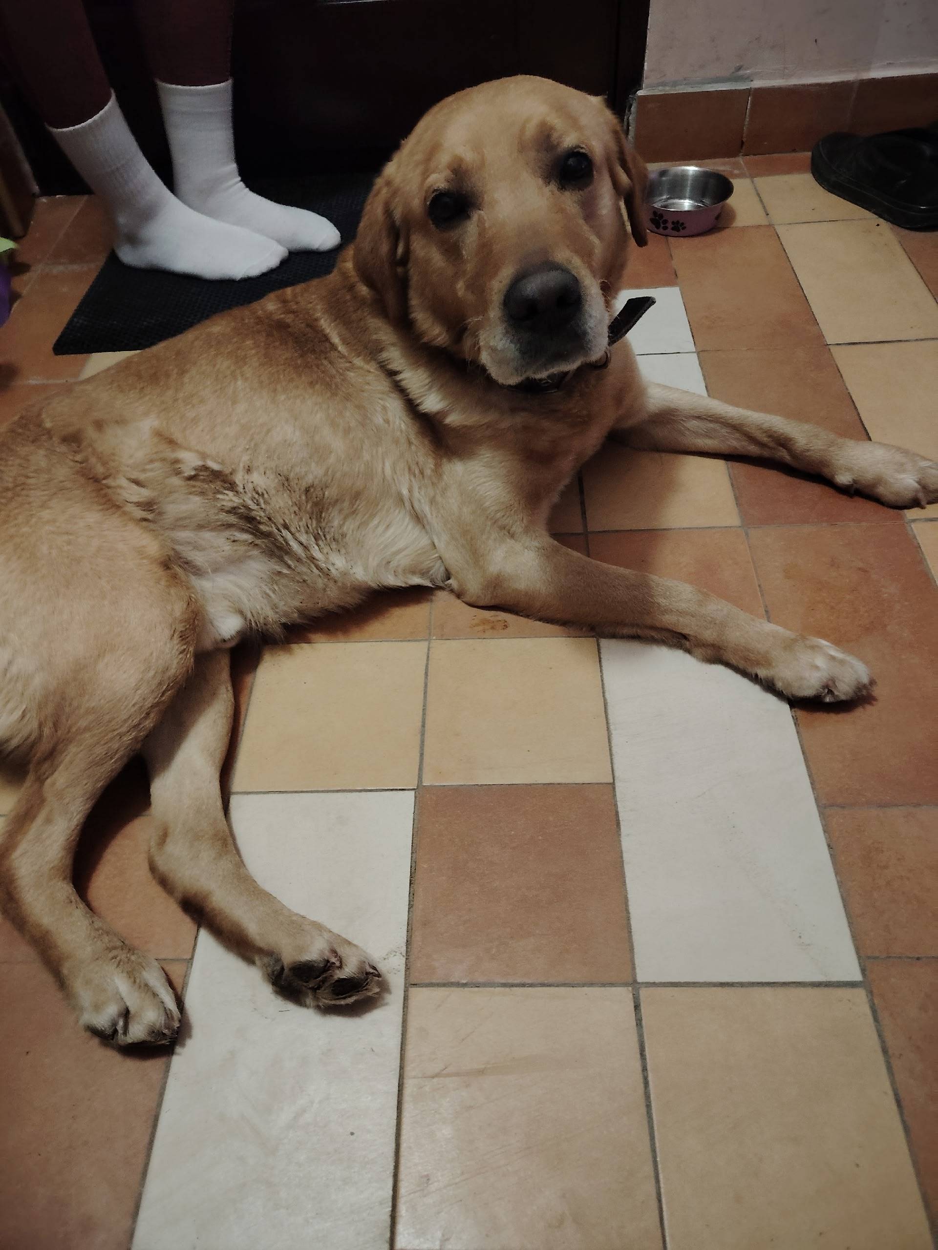 Найден кобель похожий на лабрадора, улица Гагарина