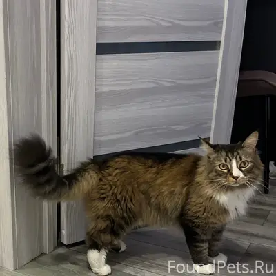 Пропал метис Мейн-куна Валера, пос. Тарулинна