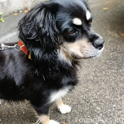 Пропала собака Ася