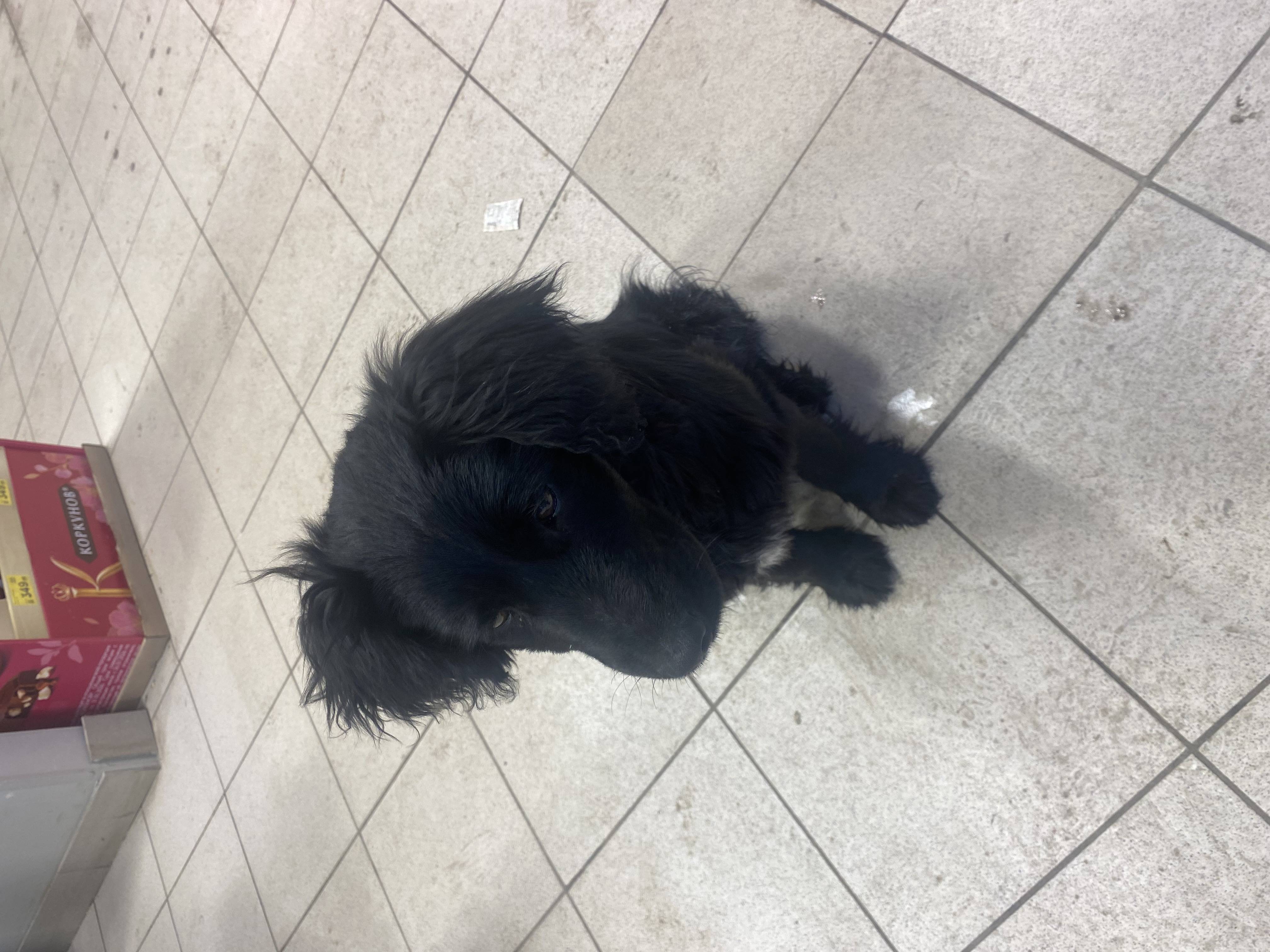 Найдена черная собака