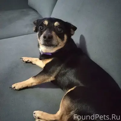 Пропала собака той терьер, без места