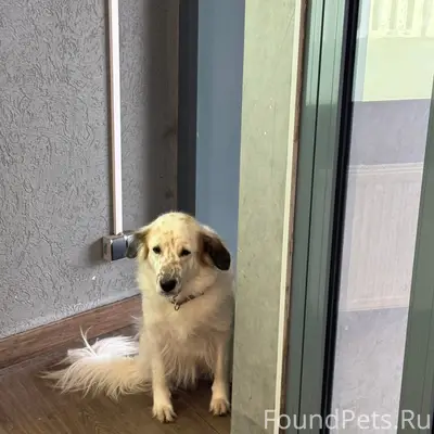 Найден тип собака, ТЦ Океанис, Нижний Новгород