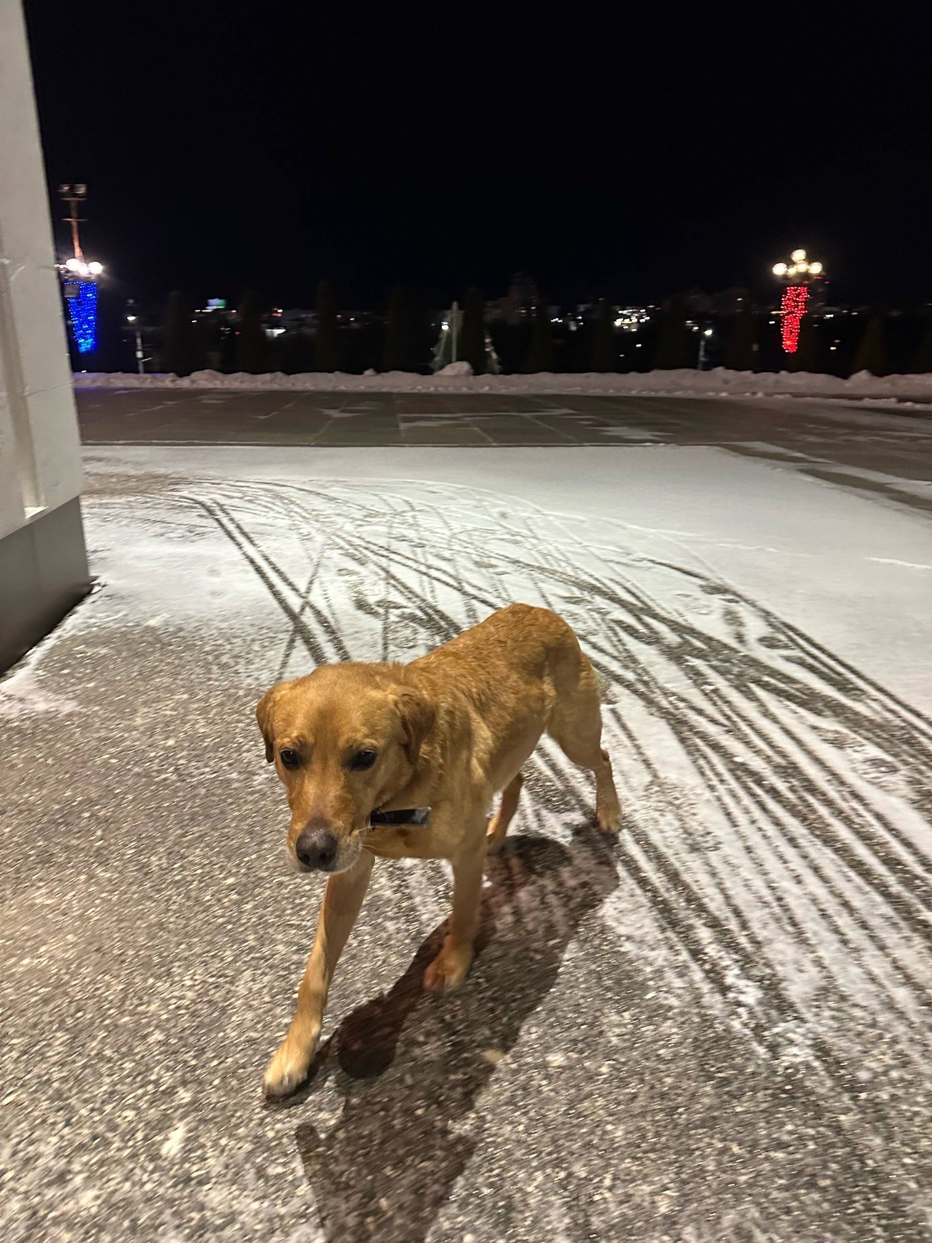 Пропала собака, [место: около белого дома]