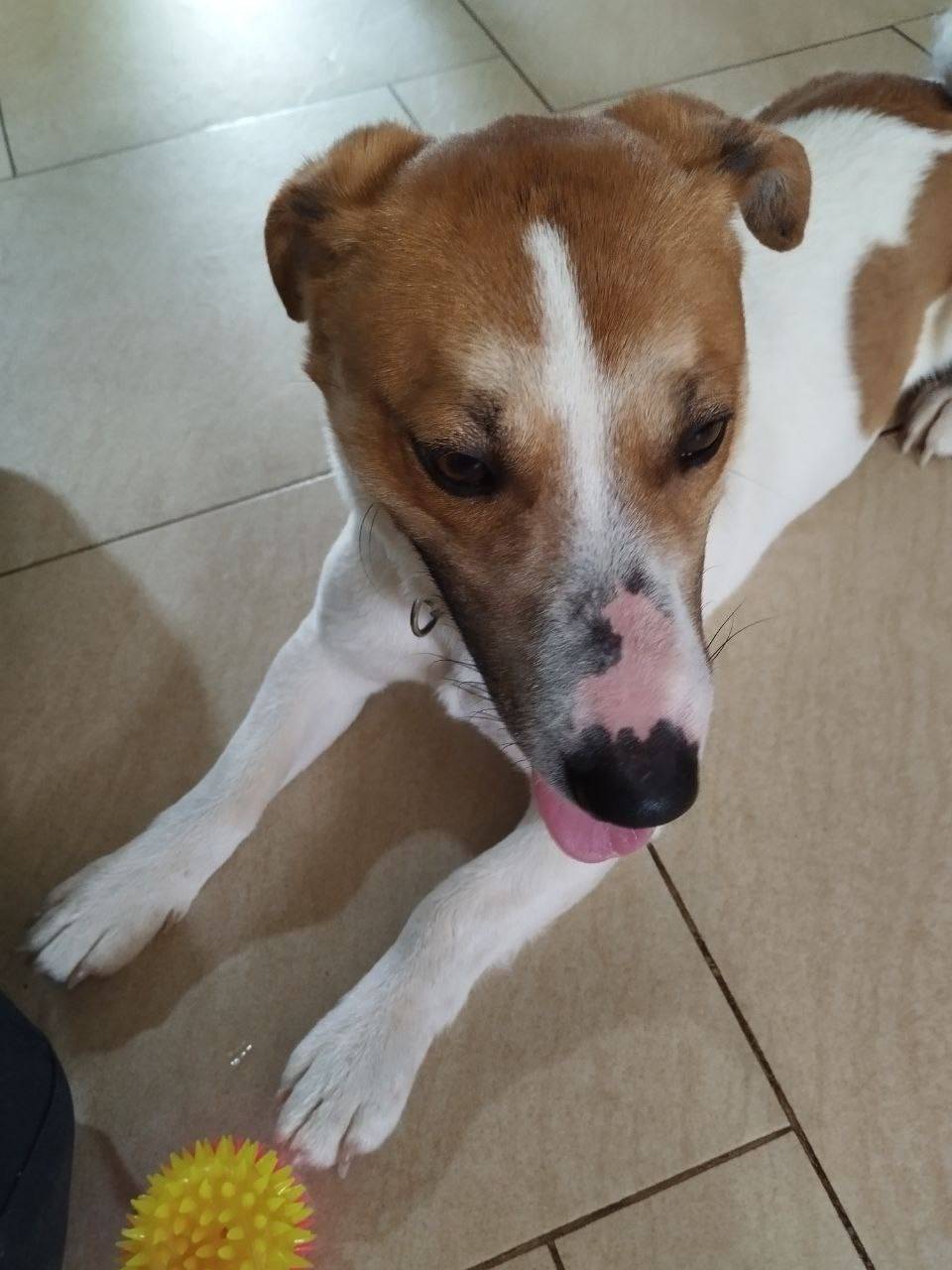 Найденна собака в ошейнике, Павлово/Абабково