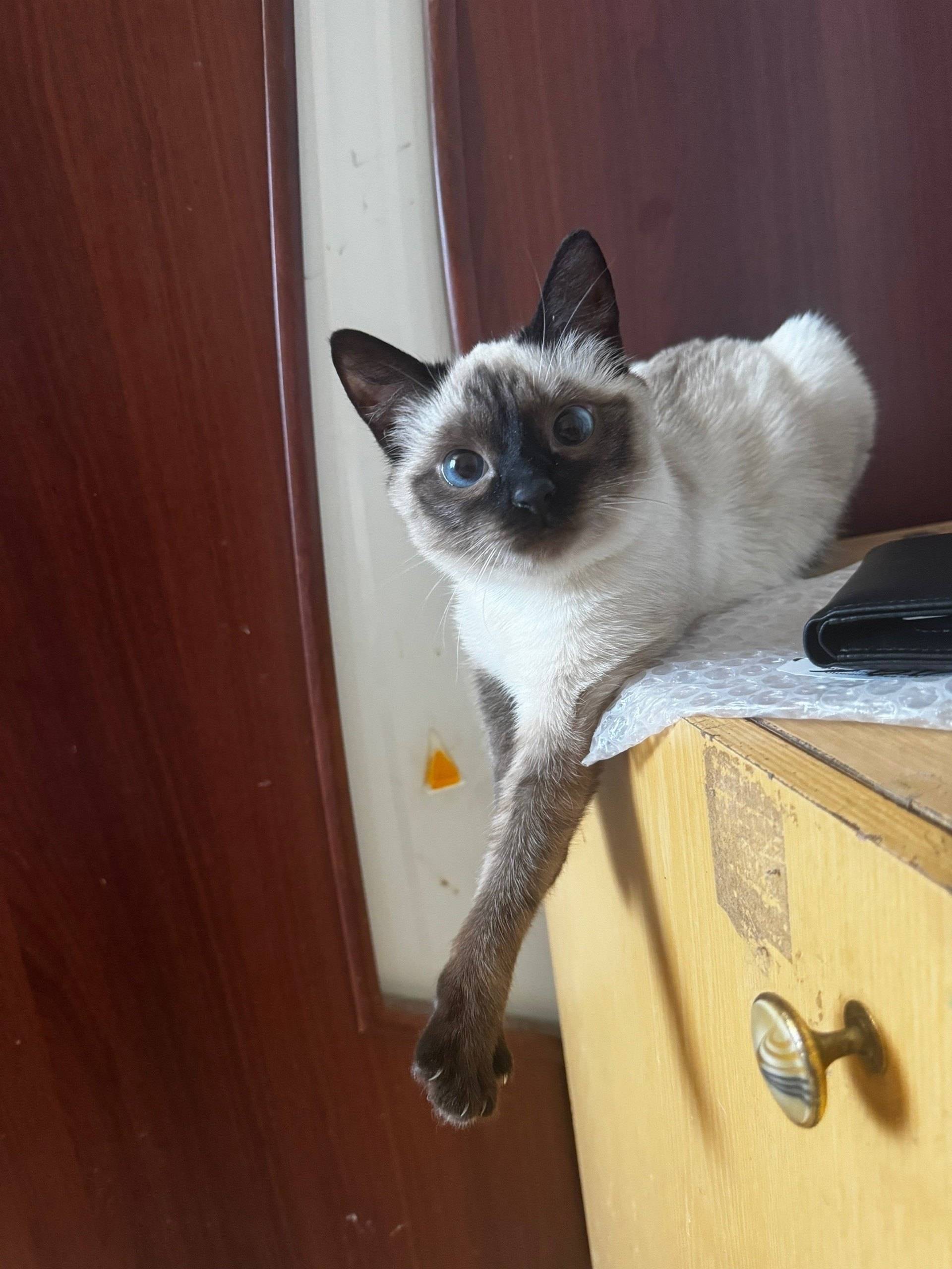 Пропала кошка Даша, Ленинградская