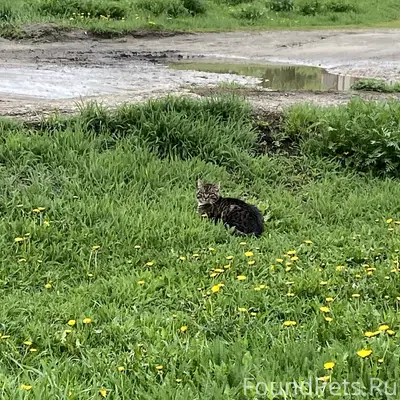 Пропал кот Кузя, Тюлевка