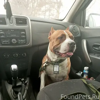 Найден пёс, улица Говорова, Волгоград