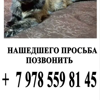 Пропала кошка Дымка, район проспекта Октябрьской революции