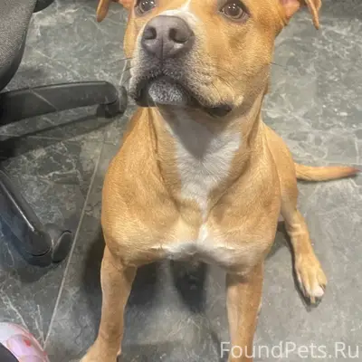 Пропала собака Мила, район Турундаевская-Элеваторная