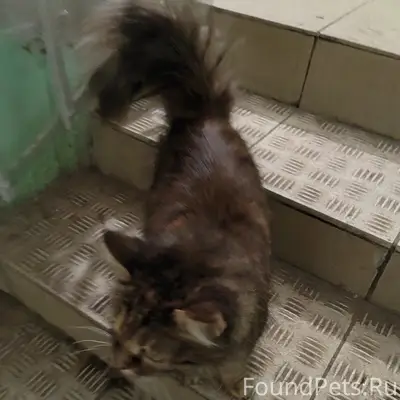 Найдена кошка, Орехово-Зуево, ул. Урицкого