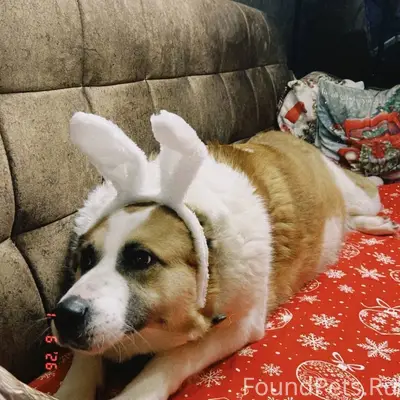 Пропала среднеазиатская овчарка Зара, Сырково