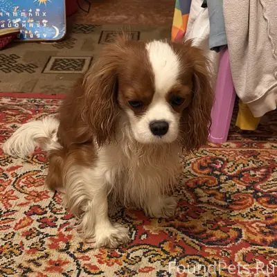 Пропала собака, Лесничество