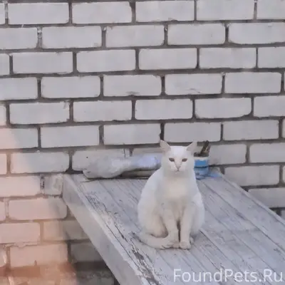 Пропала белая кошка Ксюша, район ул. Светлоярской