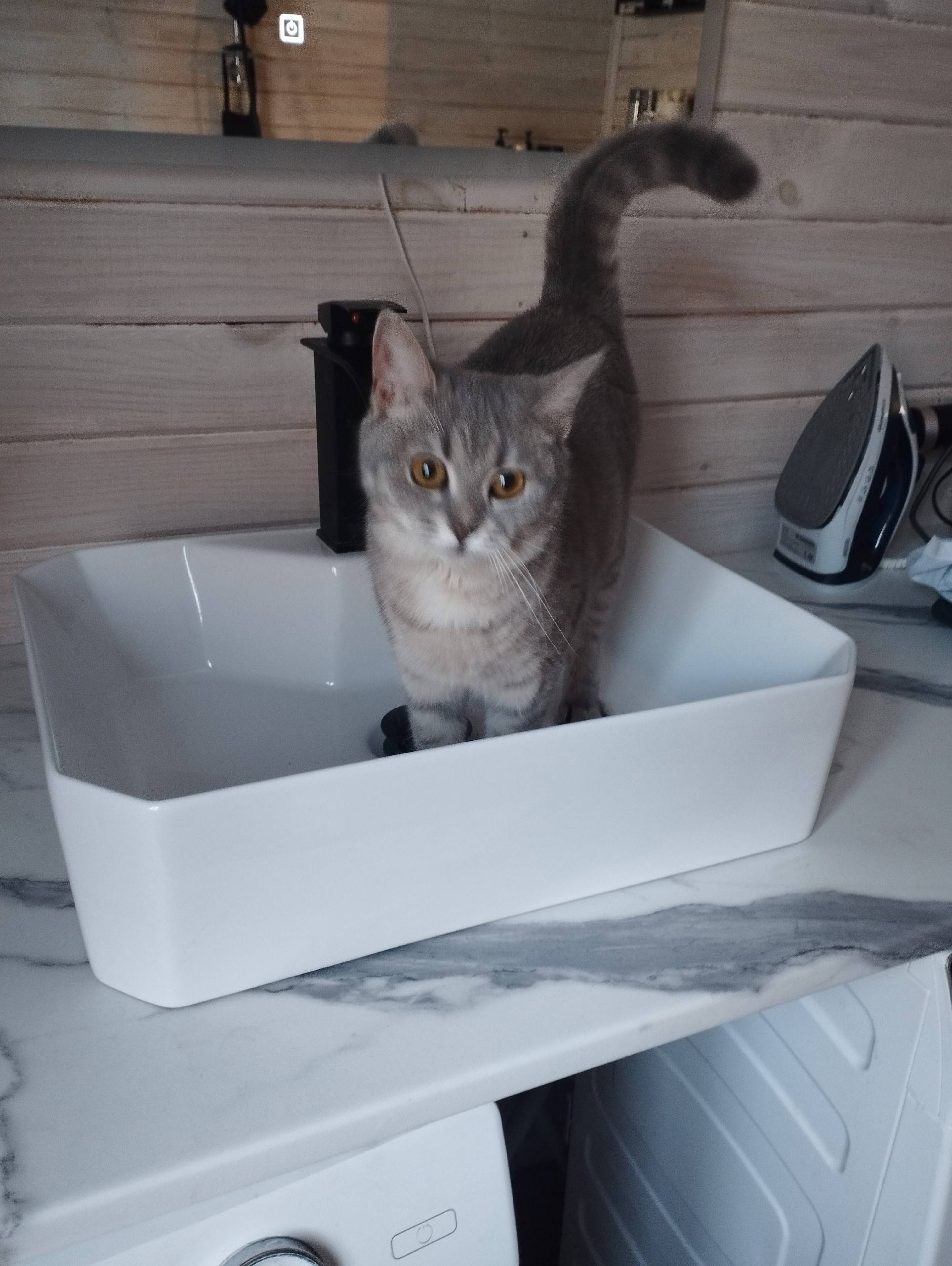 Пропала кошка Ася, мкр Дуброво