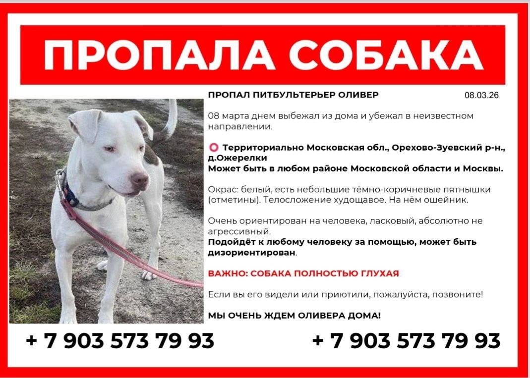 Пропал питбуль, глухой, деревня Ожерелки