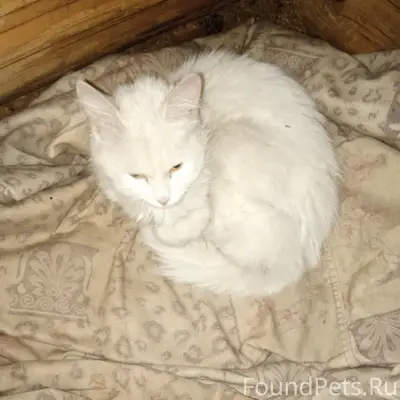 Найдена молодая кошка, ул. 50 лет Октября