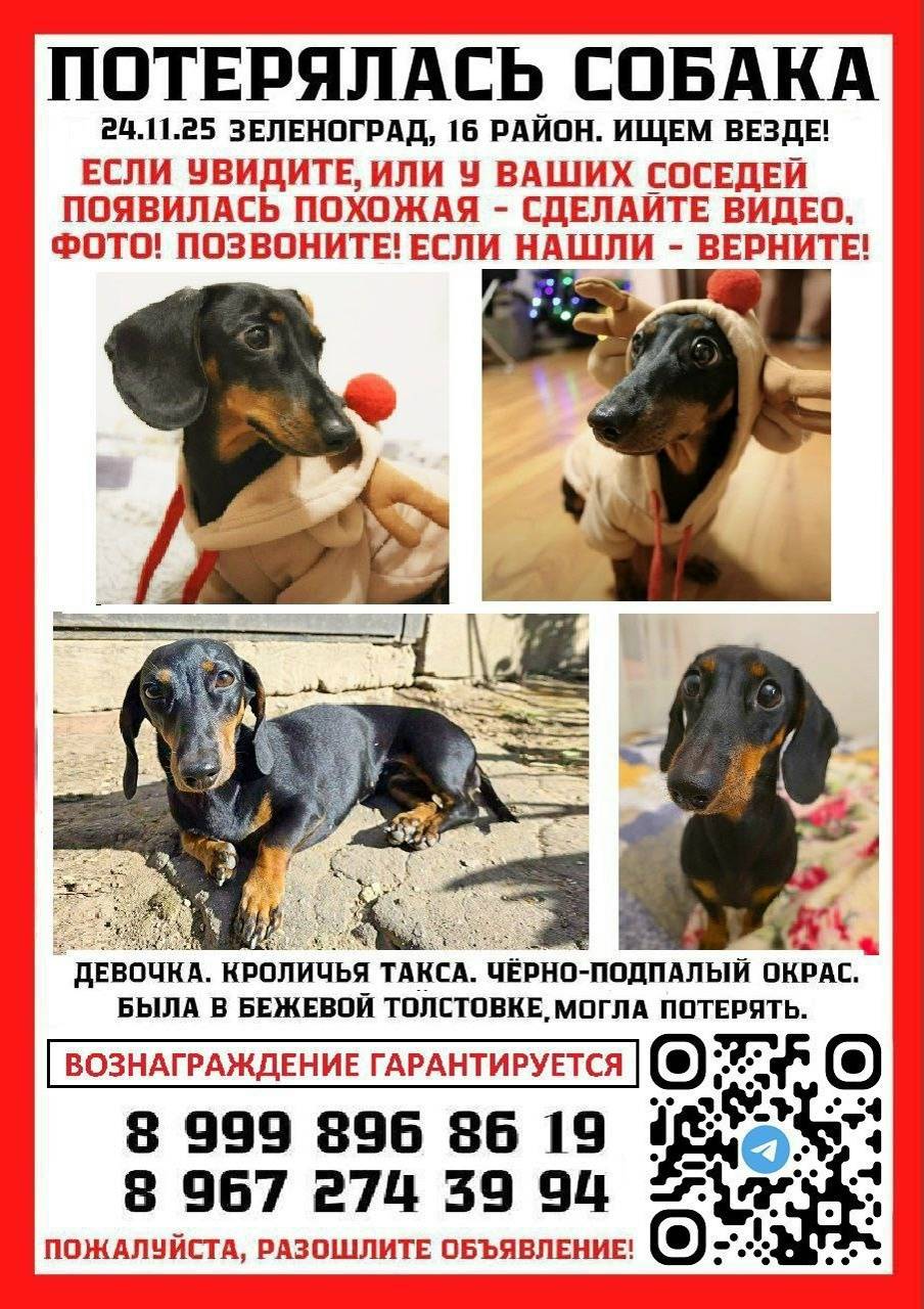 Пропала кроличья такса Несси, Зеленоград