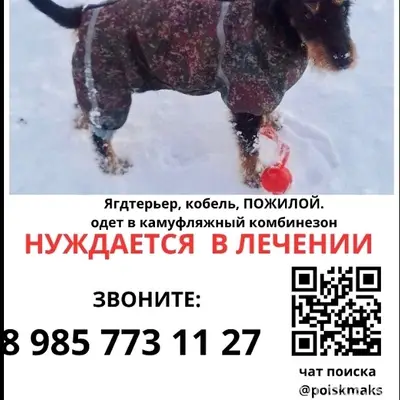 Пропал ягдтерьер, потерялся 28 декабря