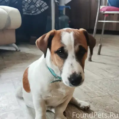 Найдена собака на заправке мк-7 Винзили