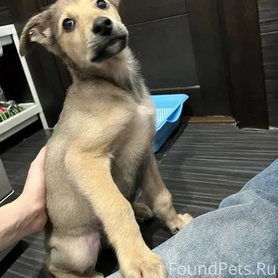 Найден щенок, Ленинский район