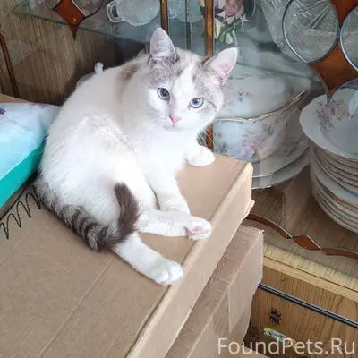 Пропал кот Умка, район 11 школы