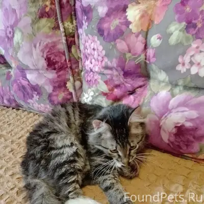 Найден котёнок, г. Владимир