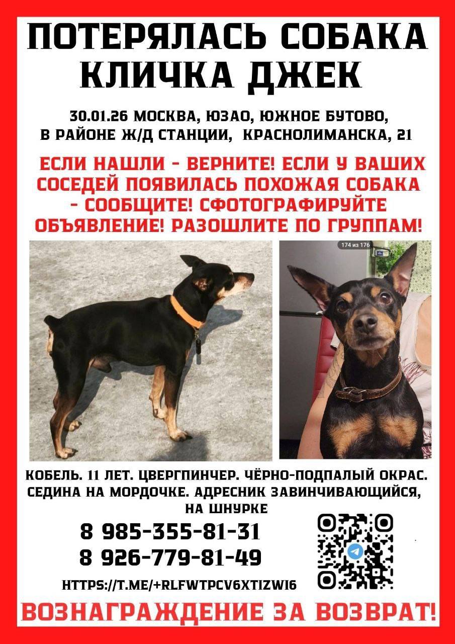 Пропал цвергпинчер Джек, Южное Бутово