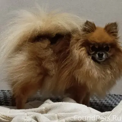 Пропала собака, Росташи