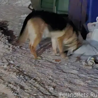 Найден овчароид, Советский район