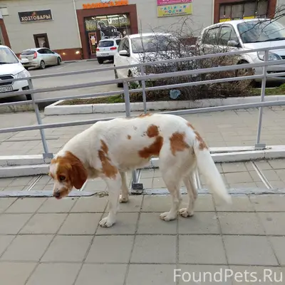 Найден пёс, Армавир, ул. Ефремова