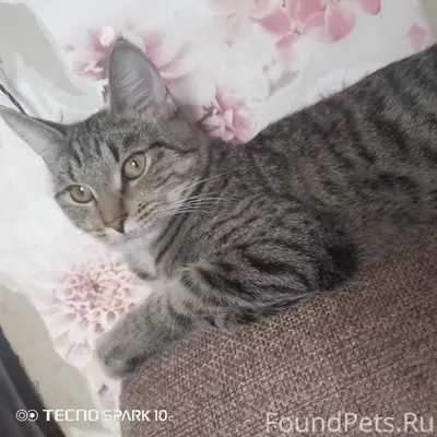 Пропал кот Факс