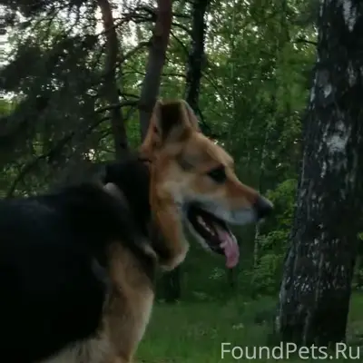 Пропал пёс, неизвестное местоположение