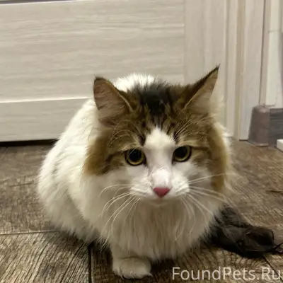 Найден молодой кот, Дзержинский район