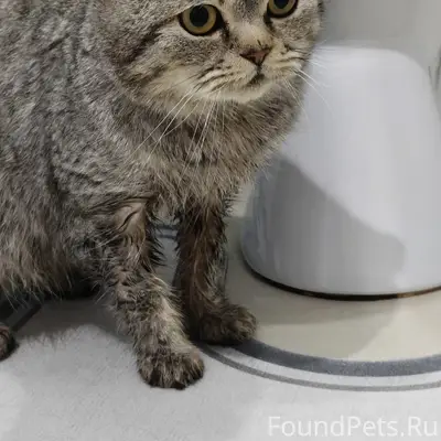 Найден кот, 1 микрорайон