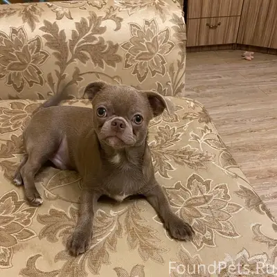 Пропал Яша, район Катюшино поле