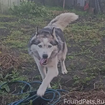 Пропал пёс, Хлызово