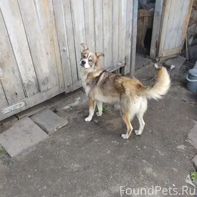 Пропала собака, Шабурово