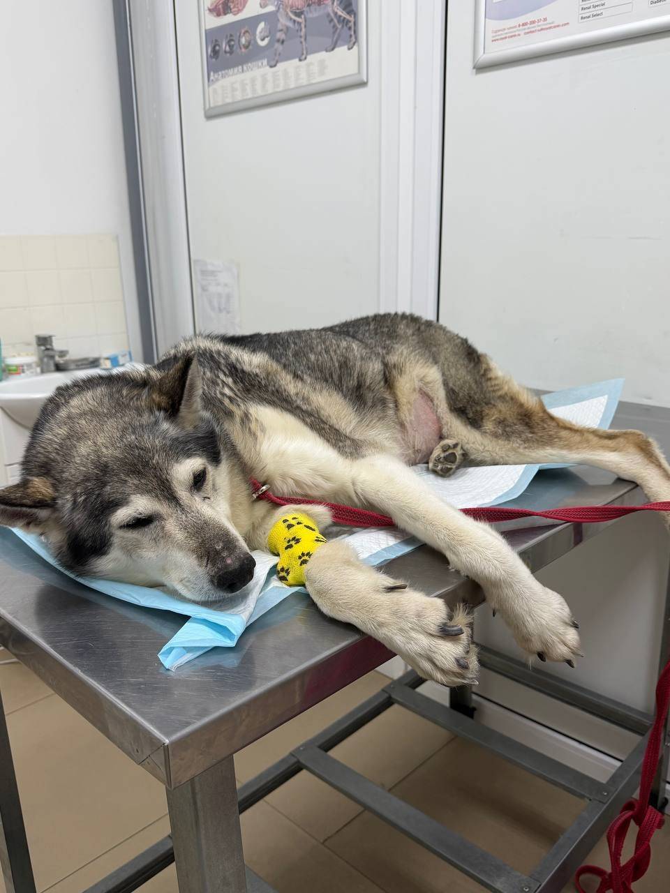 Найдена собака, похожа на лайку, Рябиновая