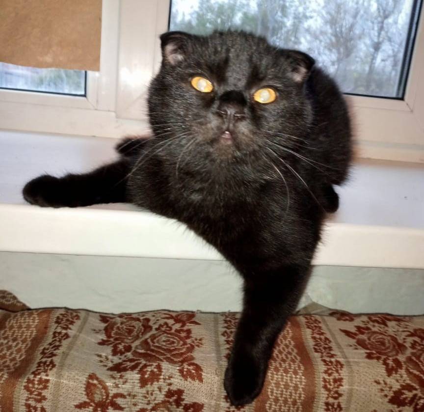 Пропал кот, район улиц Лесная, Молодёжная, Подлесная