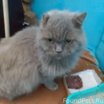 Найден кот, возможно бывшедомашний