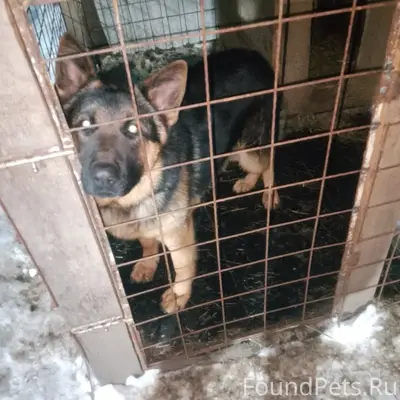 Пропал Рон, Анахана