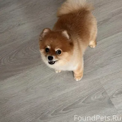 Пропал шпиц, район кладбища, на солнечной