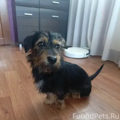 Найденна собака, район дк Строитель