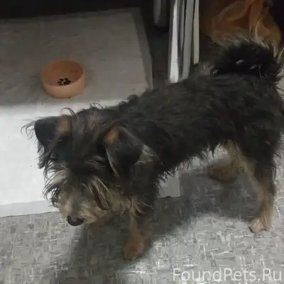 Найден пес, Симферополь