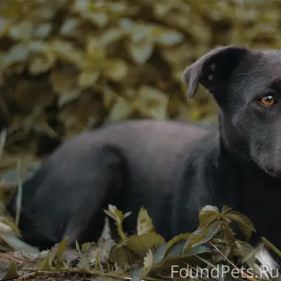 Пропал Лаки, перекресток Мира и Некрасова