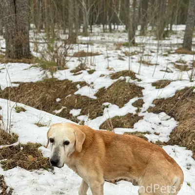 Пропал пёс, Сланцевское шоссе