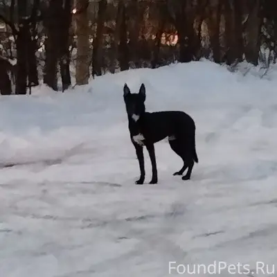 Пропала собака, угол ул. Мурманской и ул. Шотмана