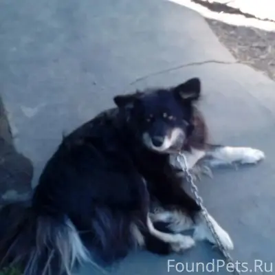 Пропала собака Кнопка, Ленинский район