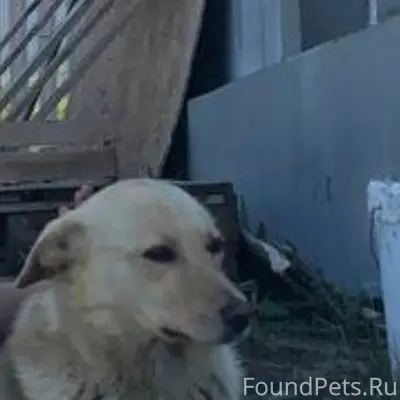 Пропал рыжий метис Ванька